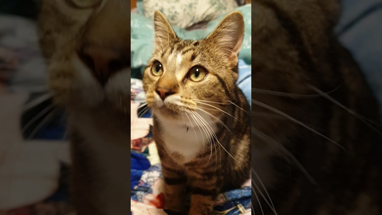 Noisy cat YouTube