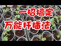 萬能扡插，一招搞定，3個要點記牢，100%生根，為什麽你會扡插失敗，萬物皆可扡插，你不可不知的萬能扡插法