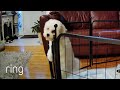 Puppy Scales Fence, Tastes Sweet Freedom | RingTV