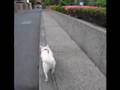 A Walk in the Life