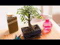 Cómo regar y podar un bonsái - Hogarmania