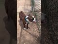 Video of adoptable pet named Bobby (Courtesy post)