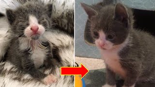 Amazing Transformation of Little Kitten was Abandoned at One Week Old