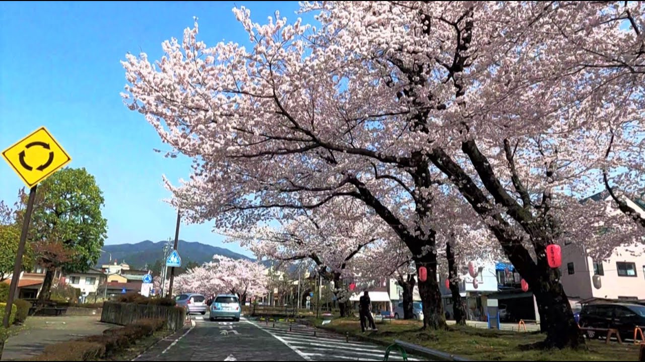 南信州飯田市 満開の大宮通り桜並木 - YouTube