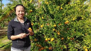 Harvesting Mandarin