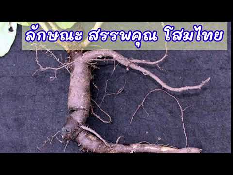 โสมไทย สมุนไพรไม่แพง โสมเกาหลี