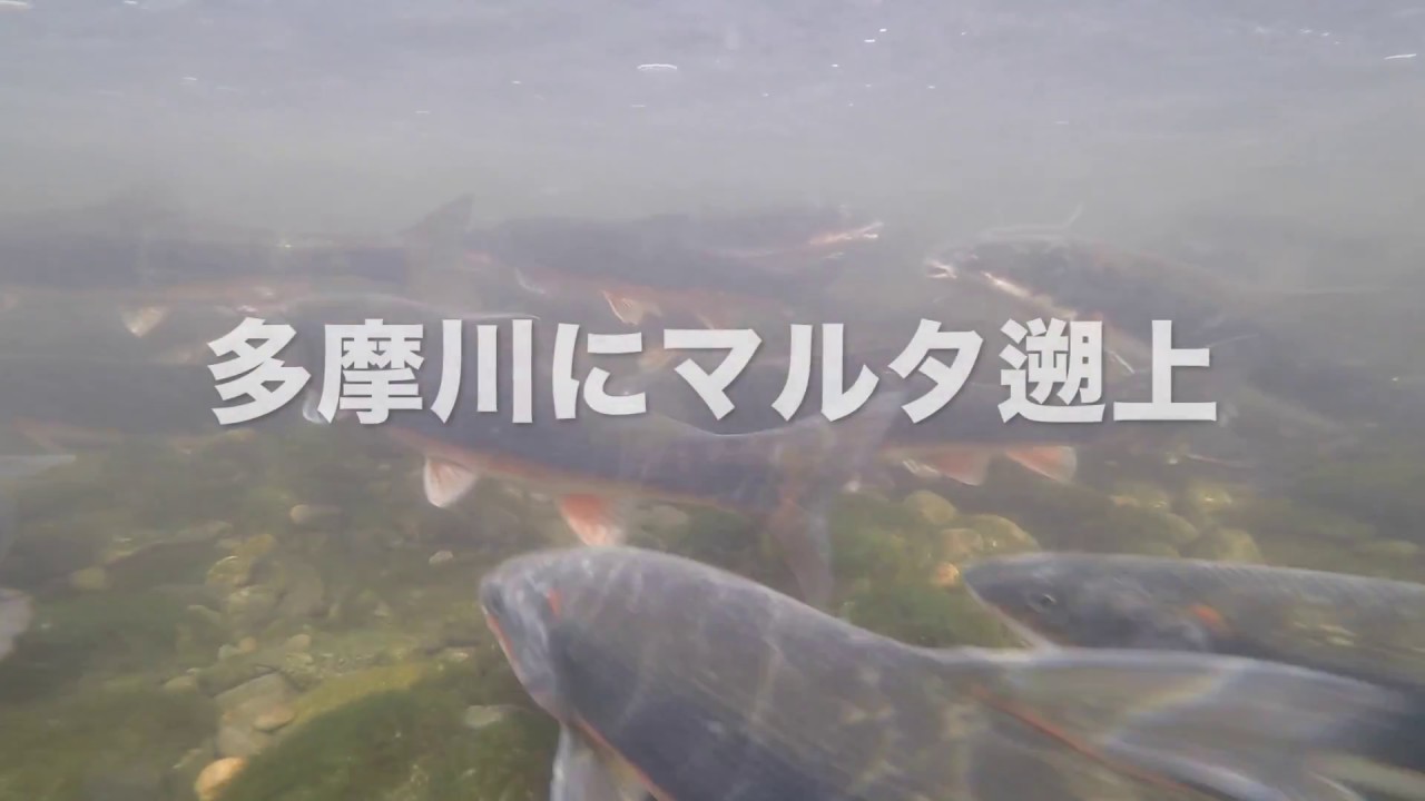 多摩川にマルタ遡上 big fish run Tamagawa river