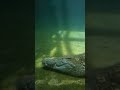 威圧感たっぷりのナイルワニ
