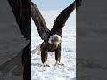 Eagle 🦅#wildlife #lifeisbutadream #birds #butifyoucloseyoureyes#nature #nothingimposibleinthisworld