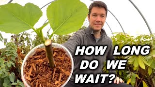 How Long Should You Wait for Your Fig Cuttings to Root