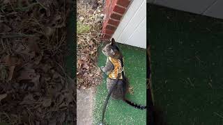 Kitty stays on the porch during this walk in a harness. by My Pampered Kitties 137 views 2 days ago 1 minute, 13 seconds