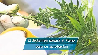 Aprueban en comisiones dictamen sobre regulación de la marihuana