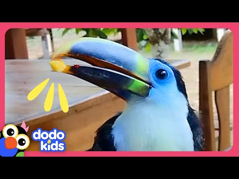 Baby Toucan Lost