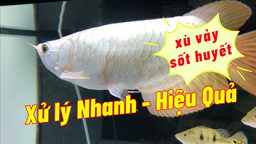 Hướng Dẫn Xử Lý Xù Vảy, Sốt Huyết Nhanh, An Toàn | Aquamax V | Hoàng Lam Arowana