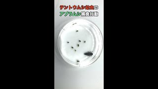 テントウムシ幼虫のアブラムシ捕食行動 #Shorts