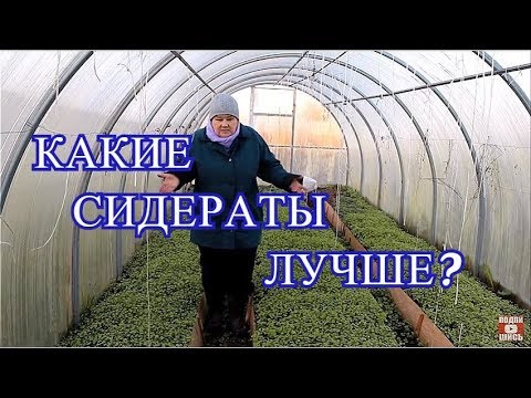 НЕ НАВРЕДИ! Что ВАЖНО ЗНАТЬ про СИДЕРАТЫ.