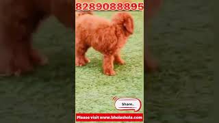 Best Toy Poodle dog in best Price  #dogbreed #trending #fact #dog