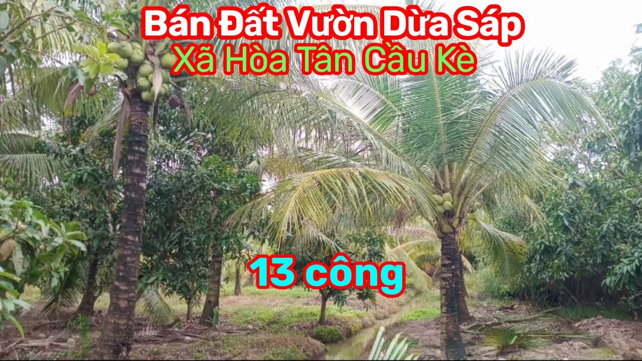 Thành Hiếu Nhà Đất Cầu Kè, Trà Vinh. Bán Đất Vườn Dừa Sáp DT 13 công. Giá 2,6 tỷ. Xã Hòa Tân