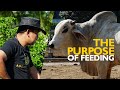 PURPOSE OF FEEDING: HOW TO FEED YOUR CATTLE SUCCESSFULLY