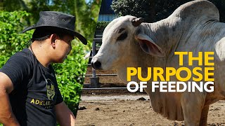 PURPOSE OF FEEDING: (CC: ENGLISH SUB) HOW TO FEED YOUR CATTLE SUCCESSFULLY