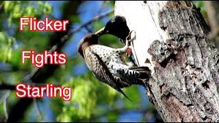 3 NARRATED movies about Yellow-shafted Northern Flicker