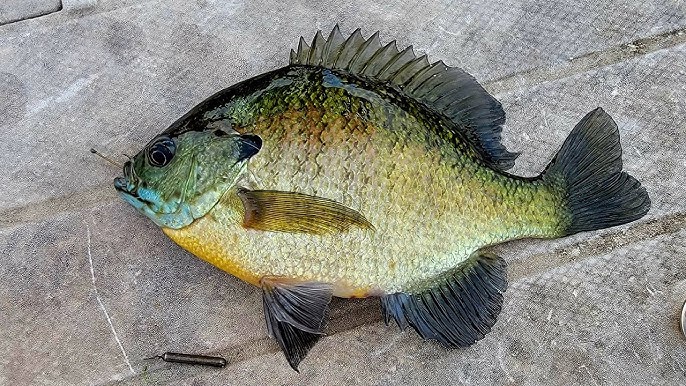 Drop Shot Fishing for Deep Crappie and Bluegill 