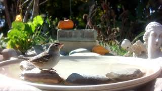 A White-crowned #Sparrow visits the #bird bath
