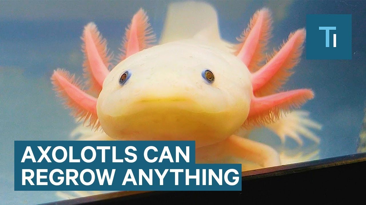 Can A Axolotl Regrow Its Head?