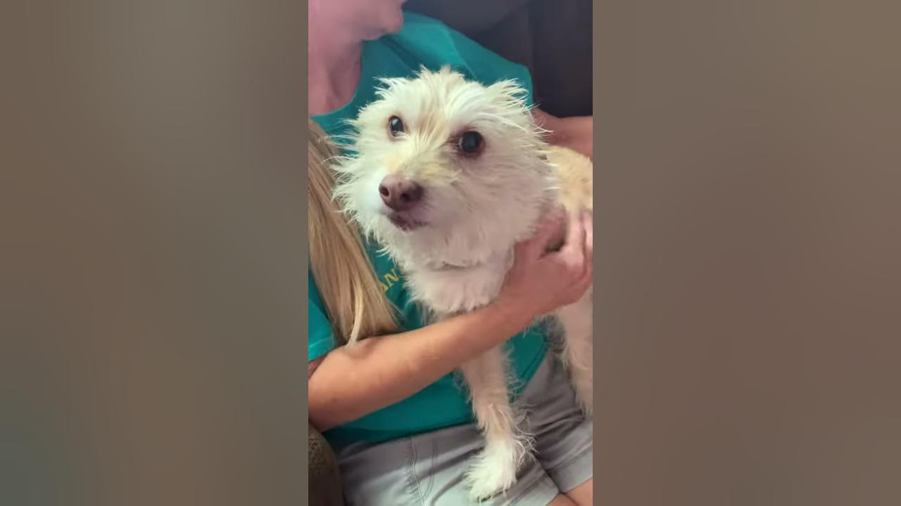 Dog throws temper tantrum YouTube