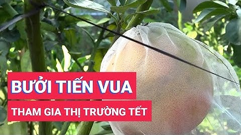 Bưởi tiến vua chuẩn bị gia nhập thị trường Tết