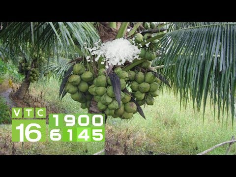 Video Thả muối trên ngọn dừa: Trị nấm, diệt côn trùng | VTC16 - youtube