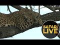 safariLIVES: Episode 12