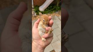 Found a baby bunny from the hole in the ground under the tree stump under the rabbit pin