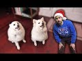 Telling our dogs they're adopted (Emotional) (YIAY #491)
