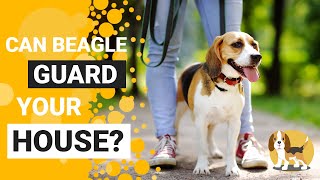 Can a Beagle be a Guard Dog?