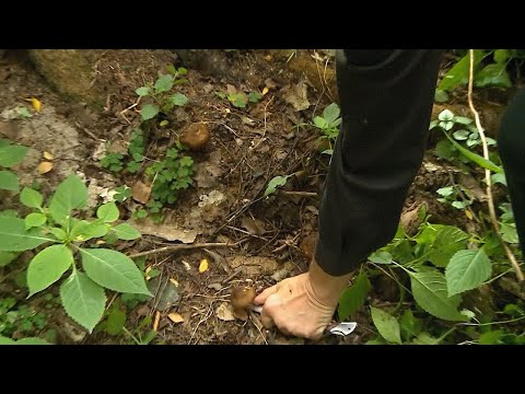 Начался грибной сезон