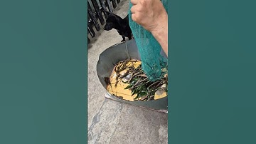 Thu Mua Rắn Mối..Bẫy Rắn Mối KIẾM Tiền Triệu. #bayranmoi #thumuaranmoi #suhuong