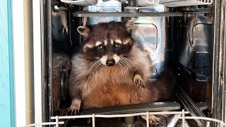 Raccoon is looking for a malfunction in the dishwasher by Raccoon TV 31,561 views 2 years ago 4 minutes, 21 seconds