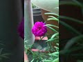 Portulaca flower #homegarden #home #garden ing#garden #houseplants  #india #love