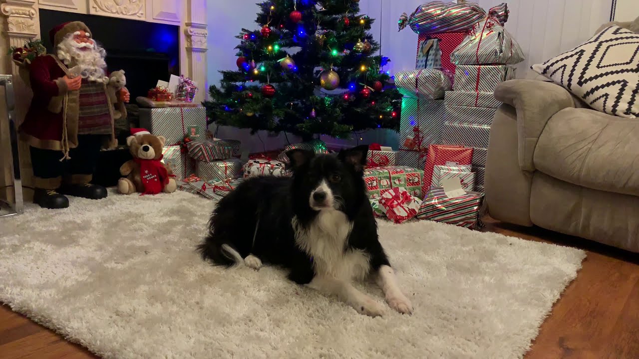 dog guarding the Christmas tree YouTube