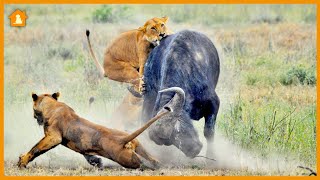 How to Survive a Lion Attack: Essential Tips and Tricks | Pets Guideline by Pets Guideline 125 views 1 year ago 7 minutes, 54 seconds