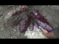 Digging Big Purple Yam found by metal detector