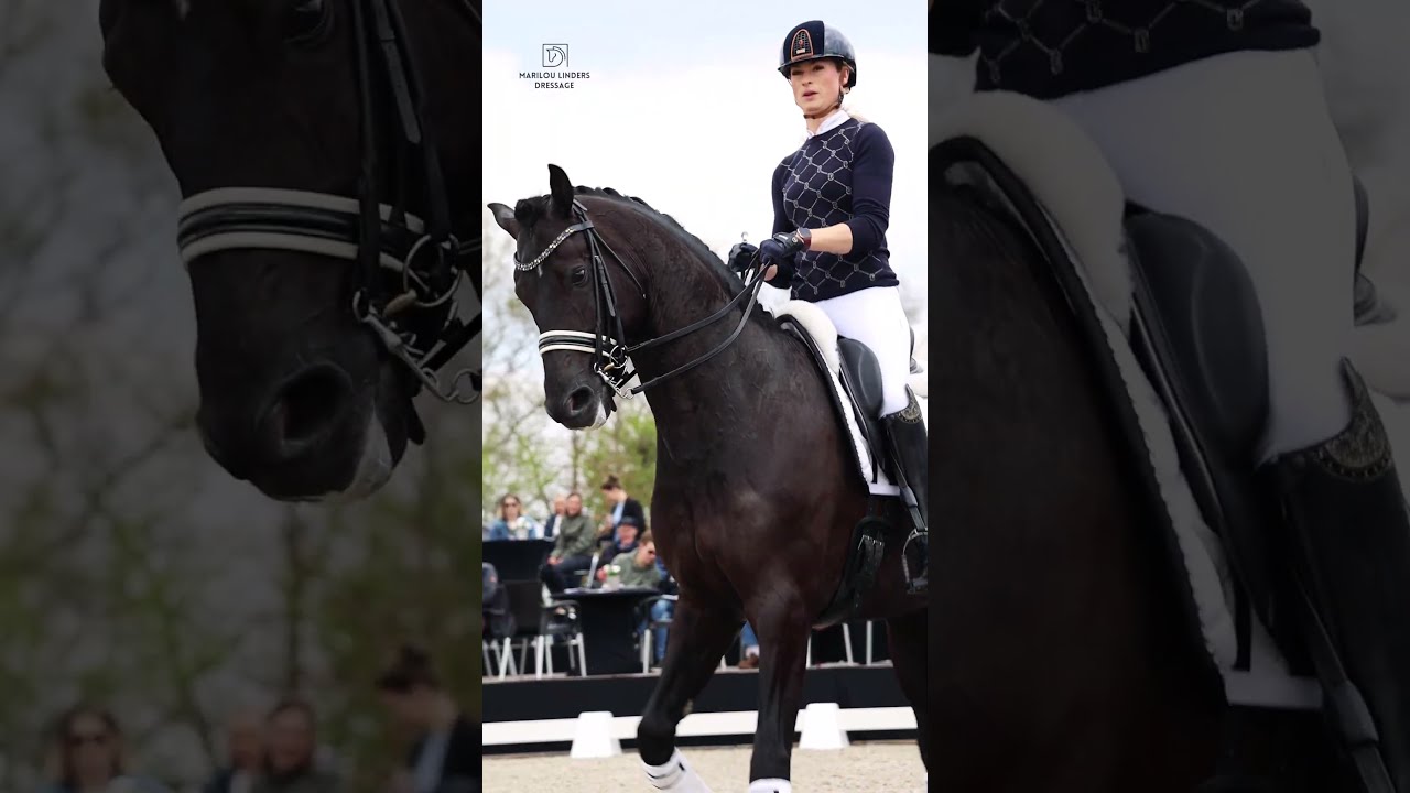 Lowlands Dinja Van Liere Reesink Horses Stallion Show 2023