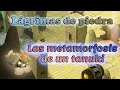 Dofus | Logro: Lágrimas de piedra | Las metamorfosis de un tanuki