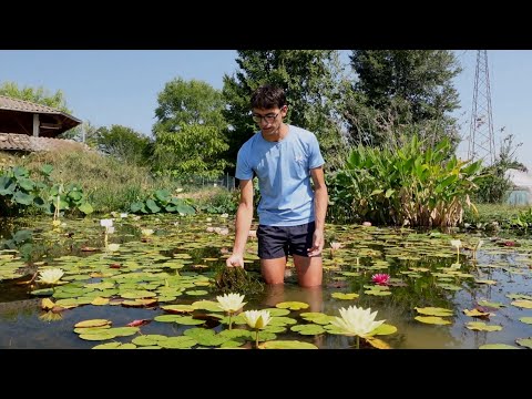 Video: Piante da laghetto per il sud-est: piante da laghetto in crescita nel sud