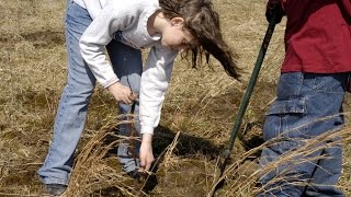 Planting a Seedling