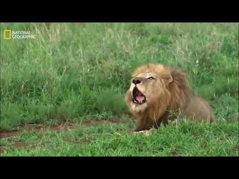 Video: Çfarë Kafshësh Të Famshme Luanin Në Filma