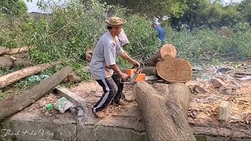 Quá Đỉnh Tài Cưa Cây Có Một Không Hai Vua Khỉ Miền Tây. Saw a giant tree