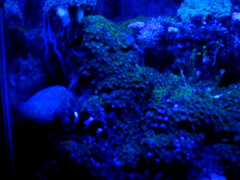 55 gallon reef tank under blacklight 420nm