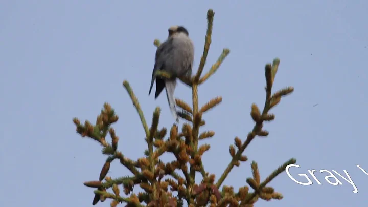 140731 Gray Jay Top of the World Highway Canada Alaska Trip